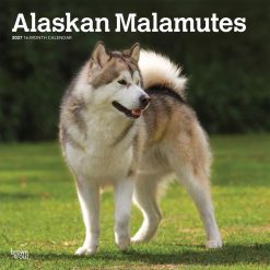 Alaskan Malamutes 2027 Square
