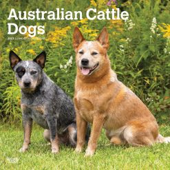 Australian Cattle Dogs 2027 Square