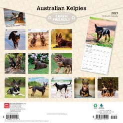 Alternative view of Australian Kelpies 2027 Square