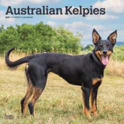 Australian Kelpies 2027 Square