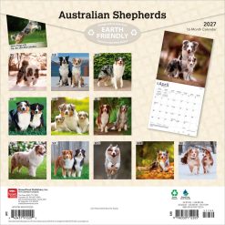 Alternative view of Australian Shepherds 2027 Square