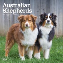 Australian Shepherds 2027 Square