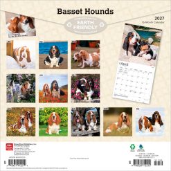 Alternative view of Basset Hounds 2027 Square