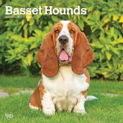 Basset Hounds 2027 Square