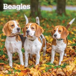 Beagles 2027 Square
