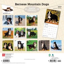 Alternative view of Bernese Mountain Dogs 2027 Square