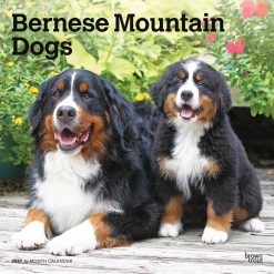 Bernese Mountain Dogs 2027 Square