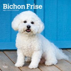 Bichon Frise 2027 Square