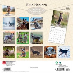 Alternative view of Blue Heelers 2027 Square