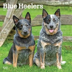Blue Heelers 2027 Square