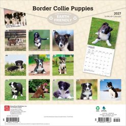Alternative view of Border Collie Puppies 2027 Square