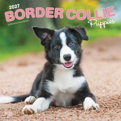 Border Collie Puppies 2027 Square