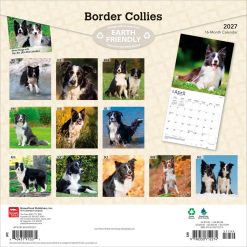 Alternative view of Border Collies 2027 Square