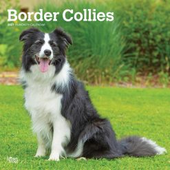 Border Collies 2027 Square