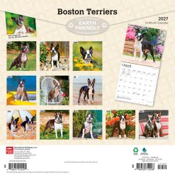 Alternative view of Boston Terriers 2027 Square