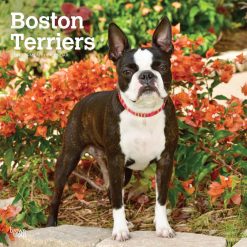 Boston Terriers 2027 Square