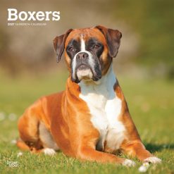 Boxers International Edition 2027 Square