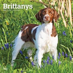 Brittanys 2027 Square