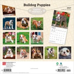 Alternative view of Bulldog Puppies 2027 Square