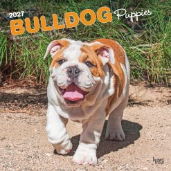 Bulldog Puppies 2027 Square