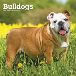 Bulldogs 2027 Square