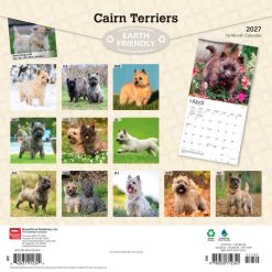 Alternative view of Cairn Terriers 2027 Square