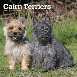 Cairn Terriers 2027 Square