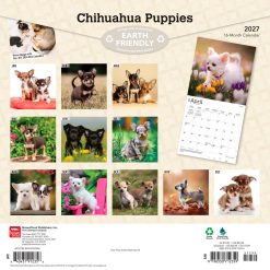 Alternative view of Chihuahua Puppies 2027 Square