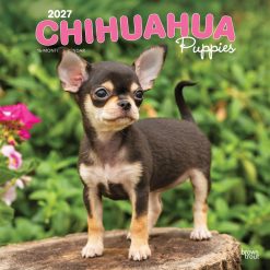Chihuahua Puppies 2027 Square