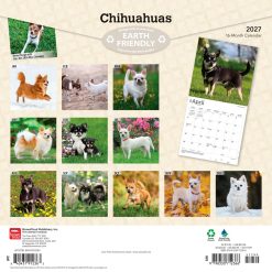 Alternative view of Chihuahuas 2027 Square