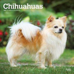 Chihuahuas 2027 Square