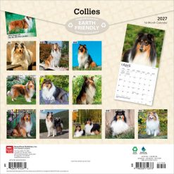 Alternative view of Collies 2027 Square