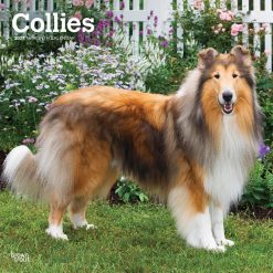 Collies 2027 Square