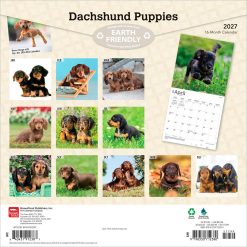 Alternative view of Dachshund Puppies 2027 Square