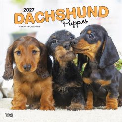 Dachshund Puppies 2027 Square