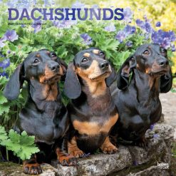 Dachshunds 2027 Square FOIL