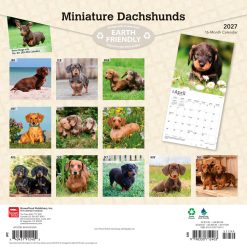 Alternative view of Dachshunds, Miniature 2027 Square