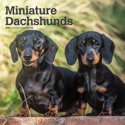 Dachshunds, Miniature 2027 Square