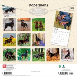 Alternative view of Dobermans 2027 Square