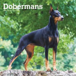 Dobermans 2027 Square