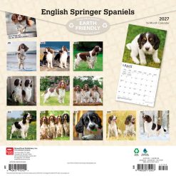 Alternative view of English Springer Spaniels 2027 Square