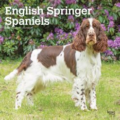English Springer Spaniels 2027 Square