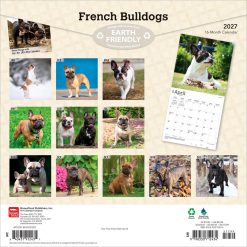 Alternative view of French Bulldogs 2027 Square