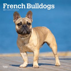 French Bulldogs 2027 Square