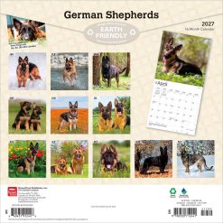 Alternative view of German Shepherds 2027 Square