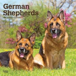 German Shepherds 2027 Square