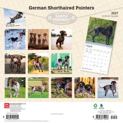 Alternative view of German Shorthaired Pointers 2027 Square