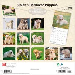 Alternative view of Golden Retriever Puppies 2027 Square