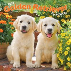 Golden Retriever Puppies 2027 Square
