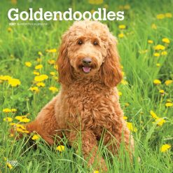 Goldendoodles 2027 Square